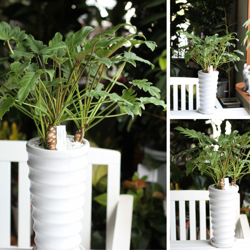 クッカバラ 観葉植物 室内植物 お祝 退職 記念日 開店 新 インテリア グリーン