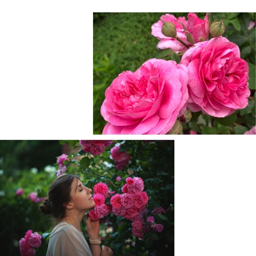 【 ピンクバラのアレンジ 】 花 誕生日 バレンタイン プレゼント アレンジメント フラワー ギフト フラワー お祝い 開店祝い 花 バラ ピンク