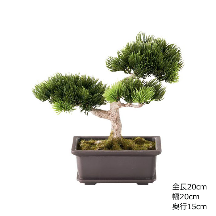 工芸盆栽 松の木