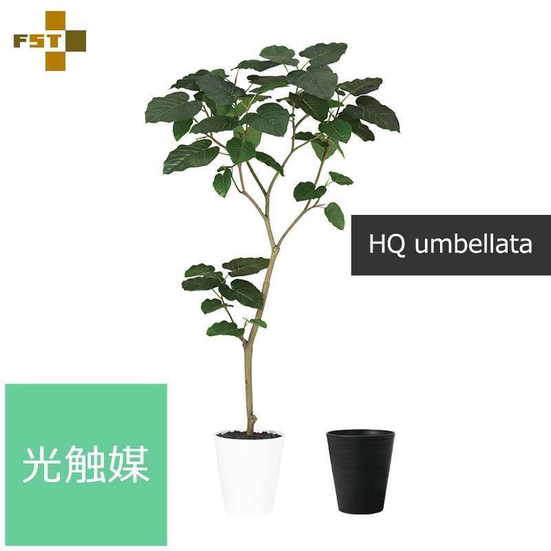 フィカス・ウンベラータ 150cm S-shaped tree form８号 フィカス・ウンベラータ 150cm 8号 S-shaped tree form