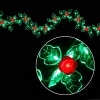 LEDローズガーランド 赤 WG-2405RE クリスマス イルミネーション|X’mas☆クリスマスグッズ|シーズン＆特集