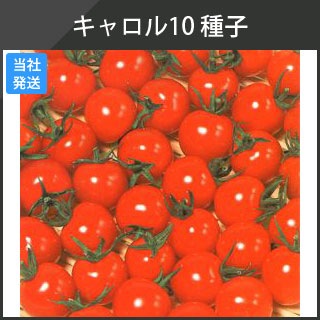 キャロル10 ミニトマト種子 PRIMAX1000粒/袋-防草シート・農業資材販売アイ・エイチ・エス キャロル10 ミニトマト種子 PRIMAX1000粒/袋-防草シート・農業資材販売アイ・エイチ・エス