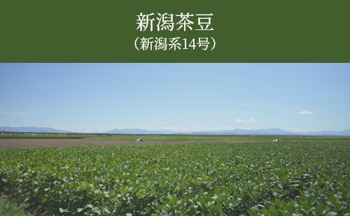 朝採り枝豆 新潟茶豆(新潟系14号） (永井農園／新潟市) | 食品,夏の