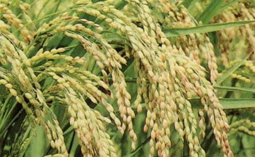 ͭJASǧ »Ҥơơۡʵ¤錄ʤࡿëԡ