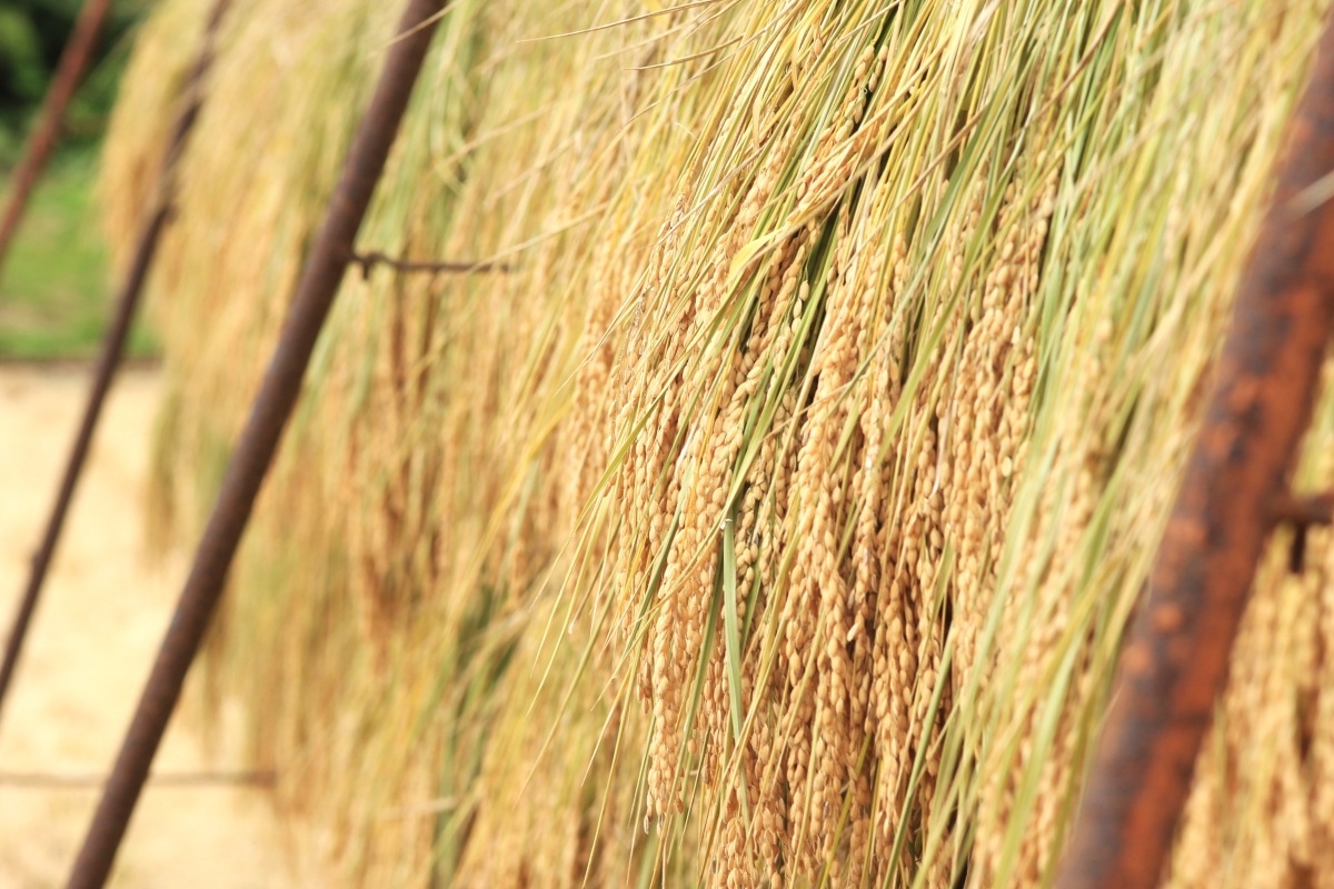 ê�ĤΥ����ҥ��ꡡ�㼼��¢�ơؤ����Ҥ����䤯�١ʰ���Ź����ۻԡ�