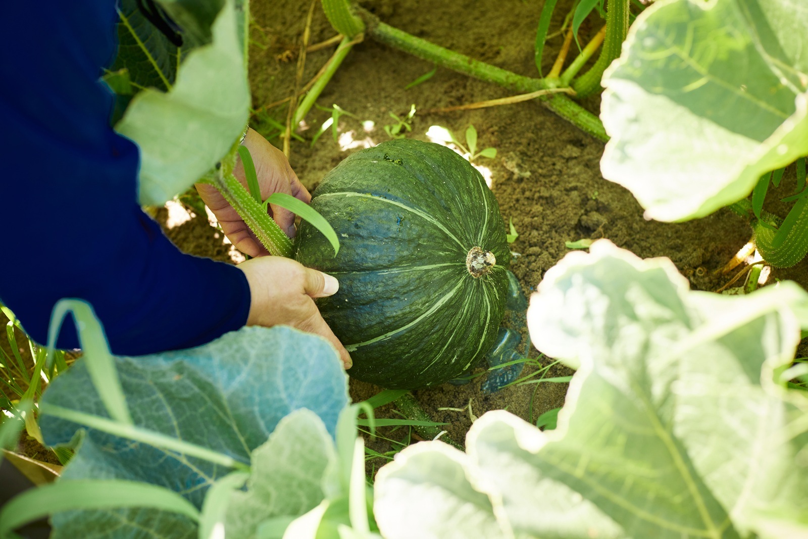 プレミアムかぼちゃ【 ikkaプレミアム 】（すずまさ農園/新潟市