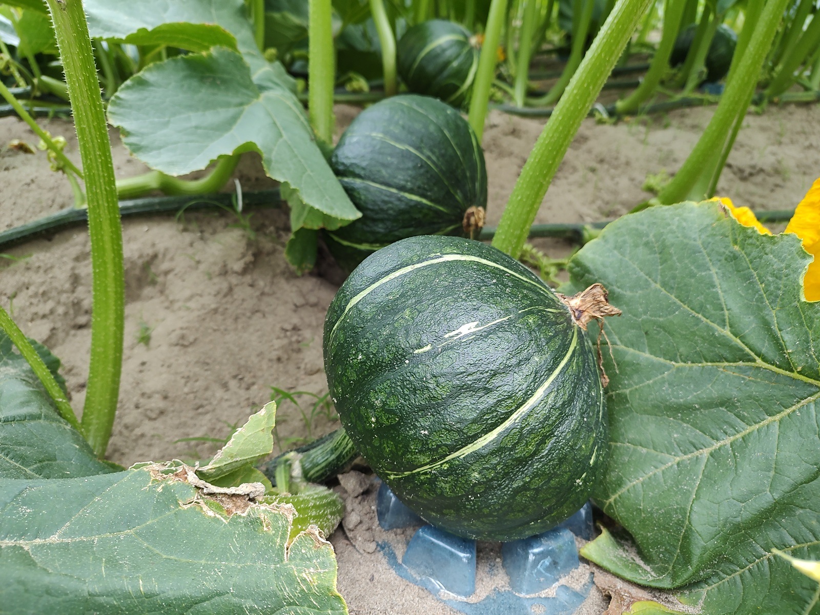 �ץ�ߥ��फ�ܤ���� ikka�ץ�ߥ��� �ۡʤ����ޤ�����/�����)