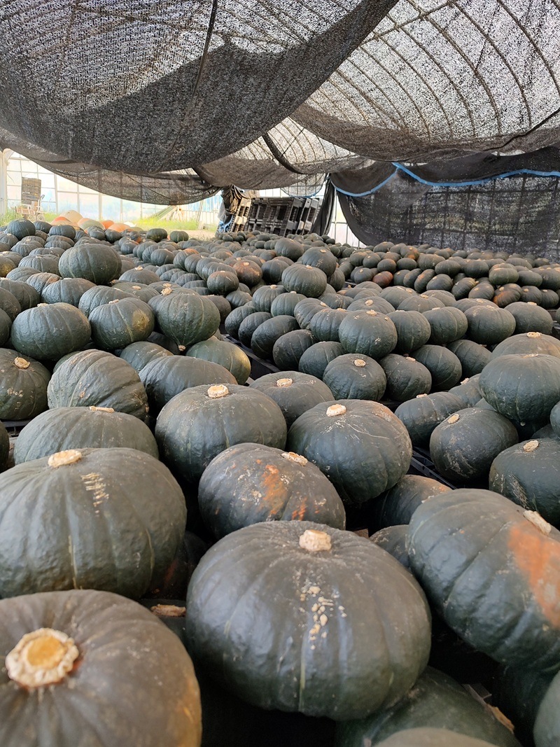 �ץ�ߥ��फ�ܤ���� ikka�ץ�ߥ��� �ۡʤ����ޤ�����/�����)