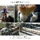 ڴָ20%OFFDX󥯥  饰 ڥå    ץ ¼ ӥ ߤ ñ  ɽ Ĵ ý  ˤ 