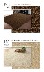 ����󥼥ꥼ �����ڥå� ��� �饰 �������饰 ʿ�������ڥå� �ɱ� ���� �� ������ ����˼ �ۥåȥ����ڥå��б�