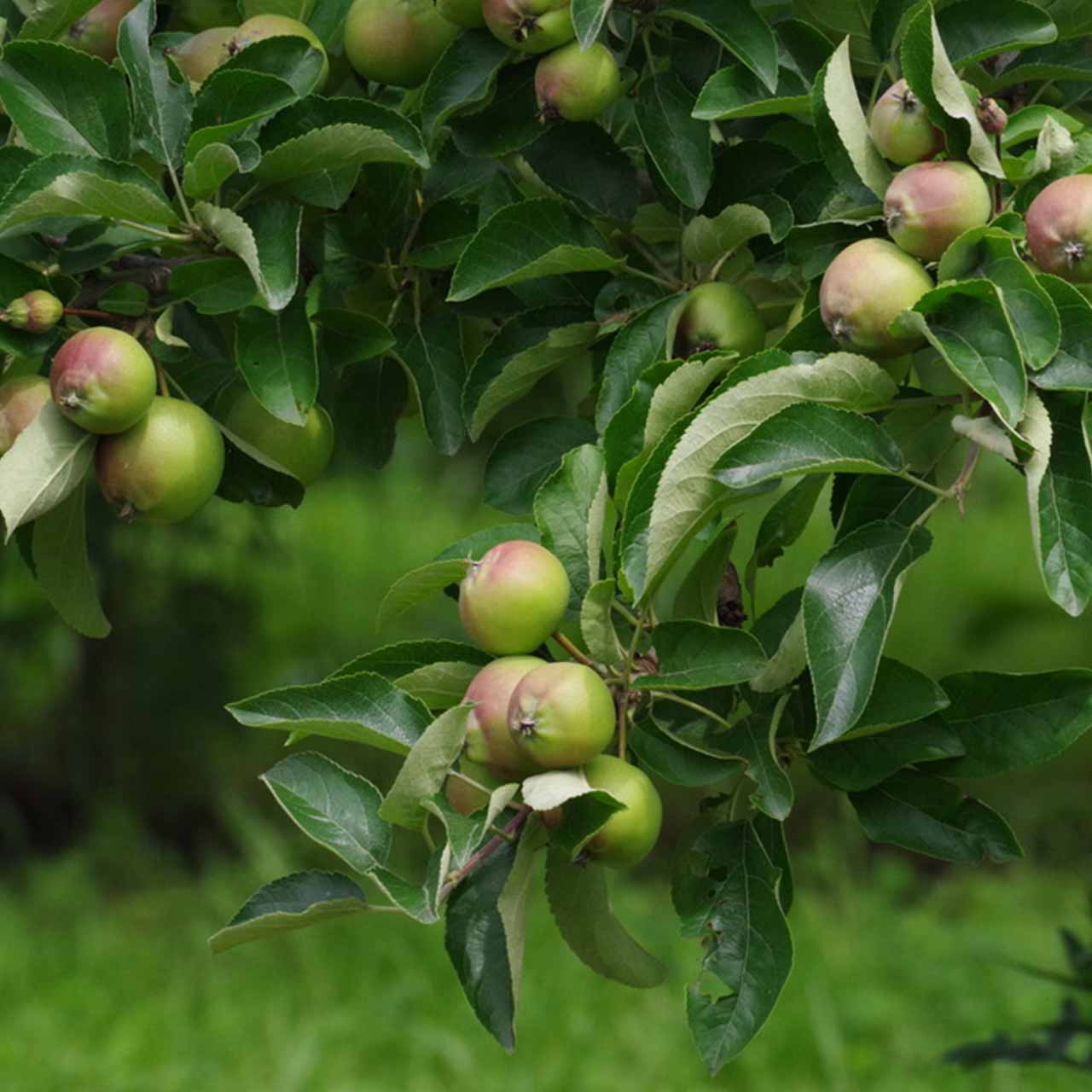 【専用】りんごジュースさん！未使用【27.0㎝】ヨネックス　テニスシューズ ヨネックス YONEX テニスシューズ ユニセックス パワークッション エク