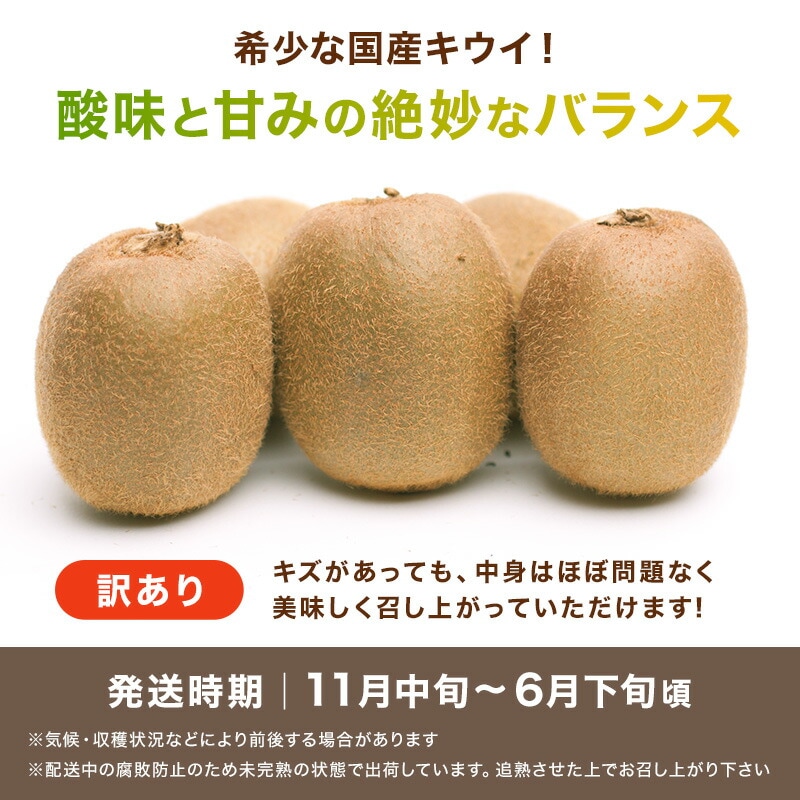 訳あり キウイフルーツ 1kg 送料無料 わけあり お得 国産キウイ 和歌山 