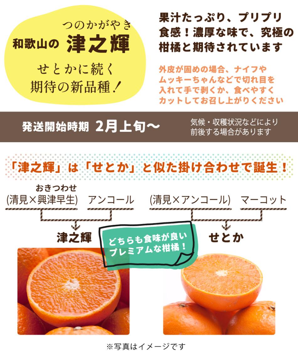 特選 津之輝 10kg 【 せとかに似た新品種！ KS 送料無料 サイズ混合 津