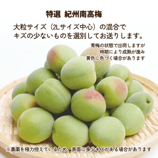 特選 紀州南高梅 1kg 送料無料 和歌山県産 青梅 時期により黄梅含む 生