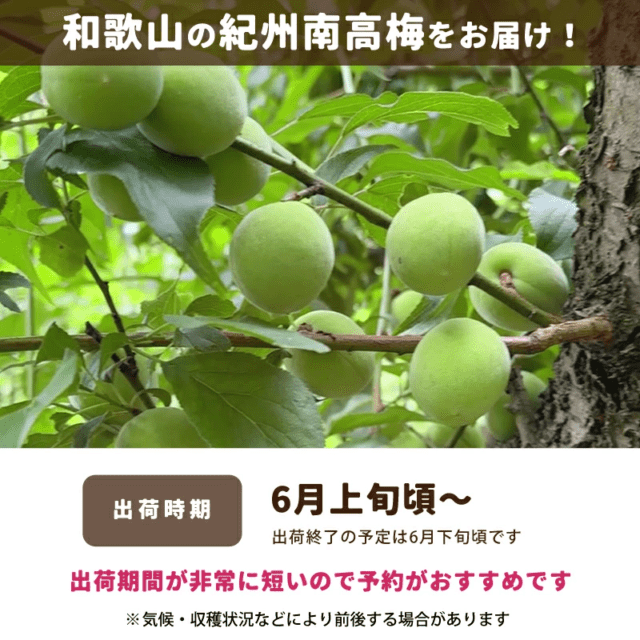 訳あり 紀州南高梅 2kg 送料無料 和歌山県産 青梅 生梅 時期により黄梅