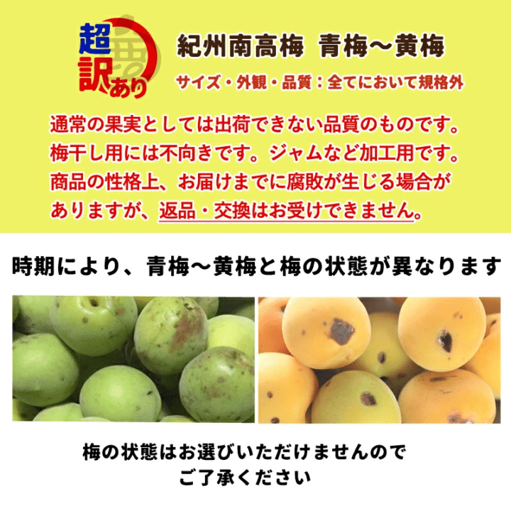 超訳あり 紀州南高梅 2kg 送料無料 和歌山県産 青梅～黄梅 生梅 産地