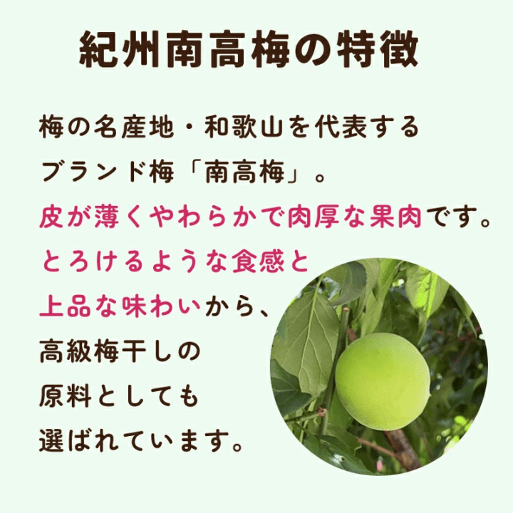 超訳あり 紀州南高梅 2kg 送料無料 和歌山県産 青梅～黄梅 生梅 産地