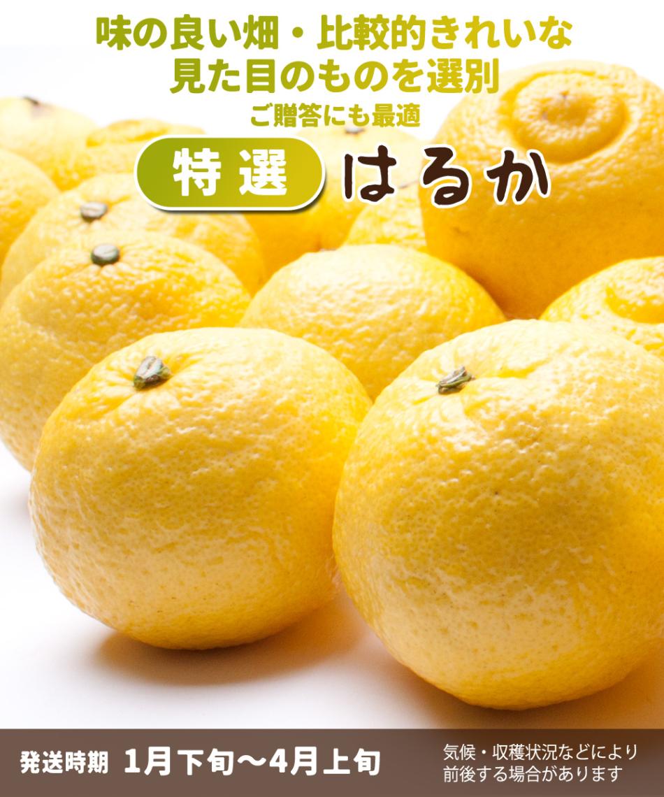 ※はるか出品 000000000268_2_aXRE3Hu.jpg