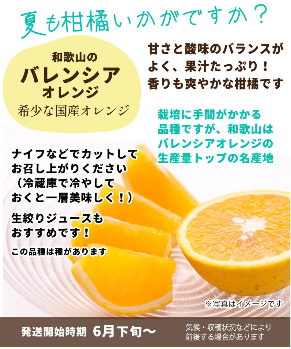 訳あり バレンシア オレンジ 5kg 【 送料無料 訳あり お得 KS 国産