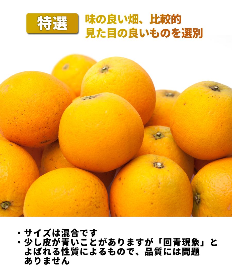特選 バレンシアオレンジ 2.5kg 送料無料 和歌山県産 発送6月中旬頃