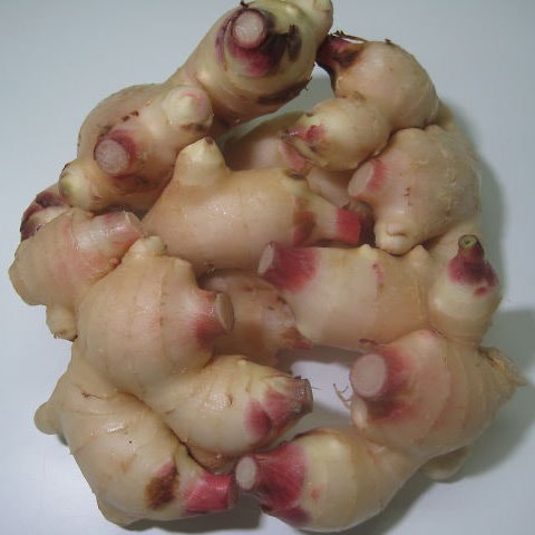 熊本県産新しょうが1kg ｜麹の池田屋醸造