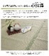 フリーカット い草 上敷きカーペット 『F不知火』 江戸間 / 本間 / 三六間 / 団地間 (裏:ウレタン張り）