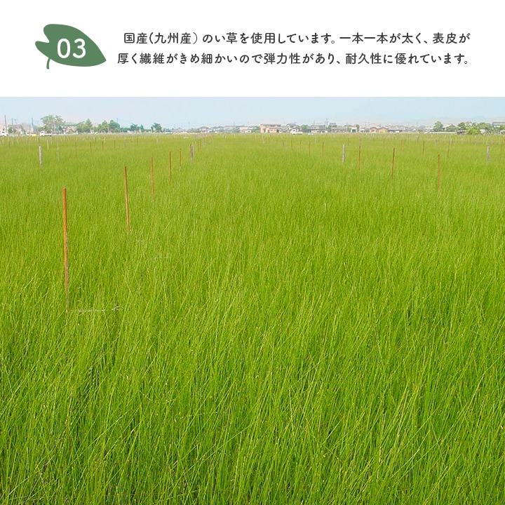 い草キャンディまくら となりのトトロ 森のきのこ / はなび 約15×40cm 日本製