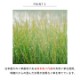 畳替え 国産い草 『さざなみ』 新調 交換 【88cm×176cm以下】 江戸間・五八間・団地間 熊本県 八代産 イグサ いぐさ ごさ ゴザ 縁付