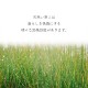 畳替え 『エアラッシュ』 樹脂 い草 新調 【97cm×195cm以下】 本間・三六間・六一間 消臭 調湿 カラー畳
