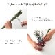 い草 フレグラス みらい 60cm(50g) 30cm(30g) イルシコシリーズ