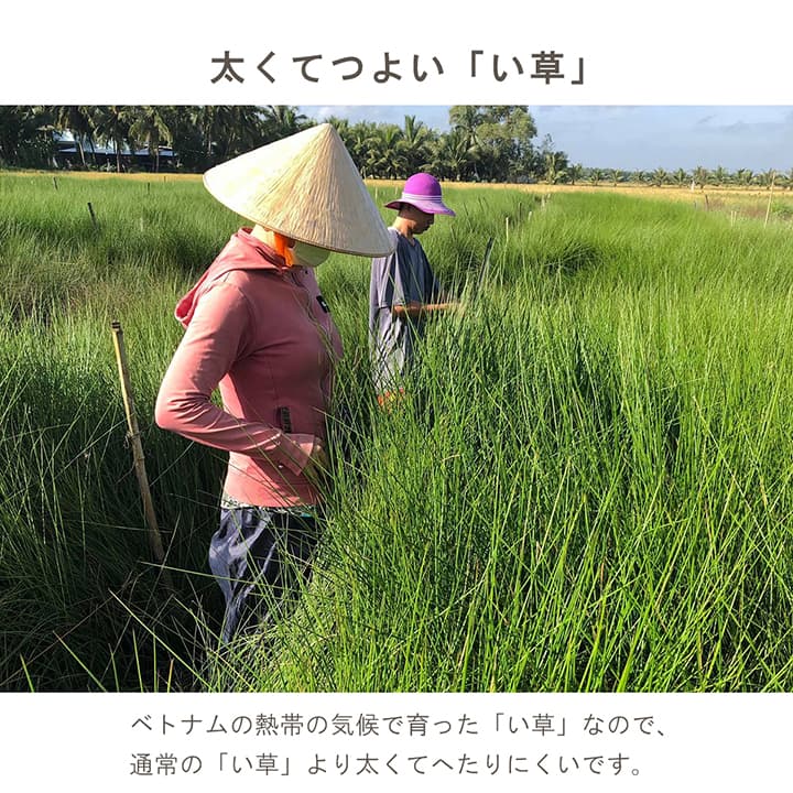 い草 編み円座 座布団 みらい 43cm円形 イルシコシリーズ