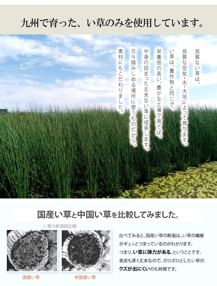 い草 玄関マット Fビビアン 天然素材 室内マット