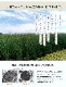 い草 玄関マット Fビビアン 天然素材 室内マット