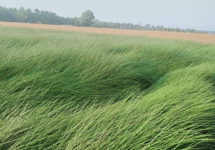 い草 手編み円座 円形 クッション 座布団 自然素材