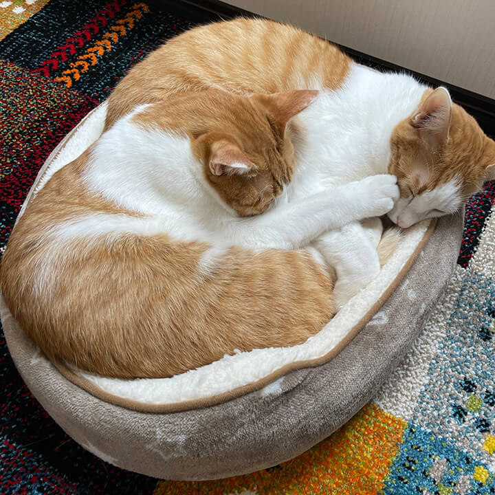 ペットベッド ツインクルキャット 3種類 テント ペット用