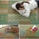 い草 ござ 上敷き カーペット セレナ ギャベ柄 江戸間2畳～6畳