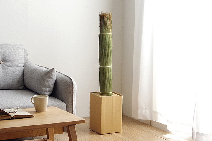 インテリア オブジェ 畳のもと い草のもと 水やり不要 ナチュラル 自然 観葉植物 グリーンインテリア 消臭