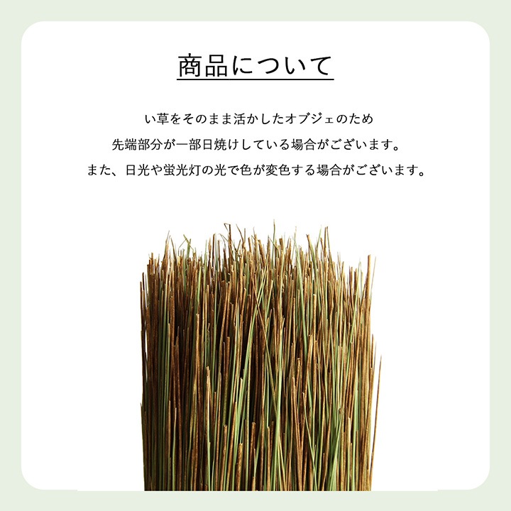 インテリア オブジェ 畳のもと い草のもと 水やり不要 ナチュラル 自然 観葉植物 グリーンインテリア 消臭