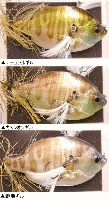 THタックル マグナムゾーイ 改 スローシンキング | T.H.タックル