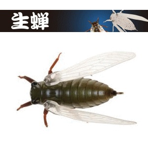 ���㥯���� ���� �ʥޥ���