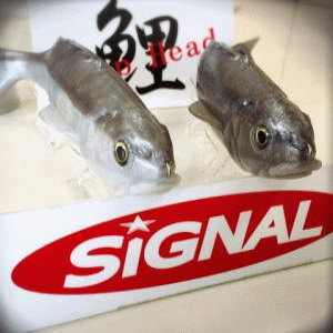 シグナル　カープヘッド シグナル カープヘッド | シグナル,カープヘッド | 池袋タックルアイランド