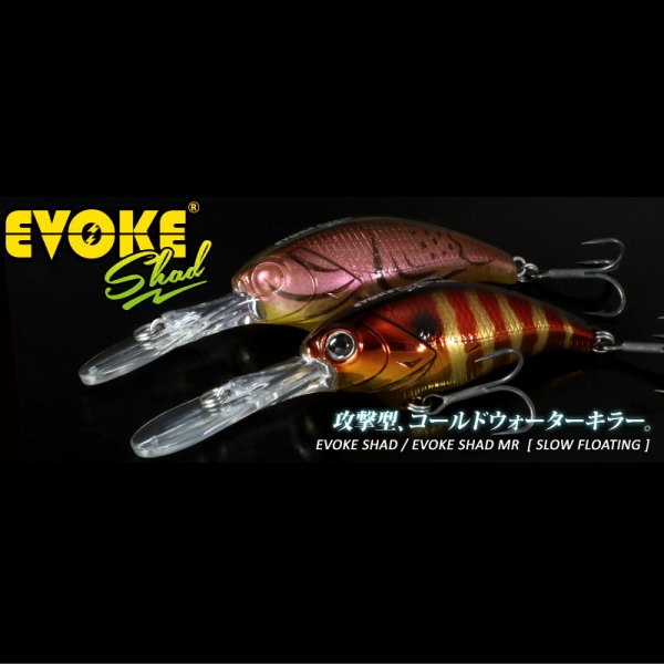 レベルシャッド、バンクシャッド、イボークシャッド他多数シャッドミノー レベルシャッド、バンクシャッド、イボークシャッド他多数シャッド