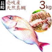 【H】長崎 壱岐産 天然 真鯛 3kg  鮮魚  1本釣り  マダイ たい 湯霜造り 真子 乗っ込み真鯛 桜鯛 御祝 贈答 お祝い ギフトプレゼント お中元 お歳暮 誕生日 父の日 母の日 敬老の日 刺身 さしみ 塩焼 タイ茶漬 送料込（北海道・沖縄は別途送料）