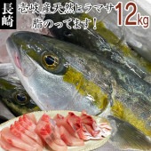 【H】鮮魚　長崎県　壱岐産 天然 ヒラマサ 1本釣り【12kg】