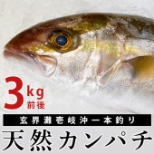 【H】玄界灘壱岐沖一本釣り 天然カンパチ 3kg前後 間八 勘八 血抜き 内臓処理済 かんぱち 環八 産地直送 天然 鮮魚 魚 刺身 寿司 煮物 煮つけ 塩焼 唐揚げ 水揚げ次第発送　送料込（北海道・