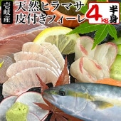 ヒラマサ 天然 4キロ 皮付フィーレ 壱岐産 4キロサイズ半身 北海道・沖縄は別途送料）【H】