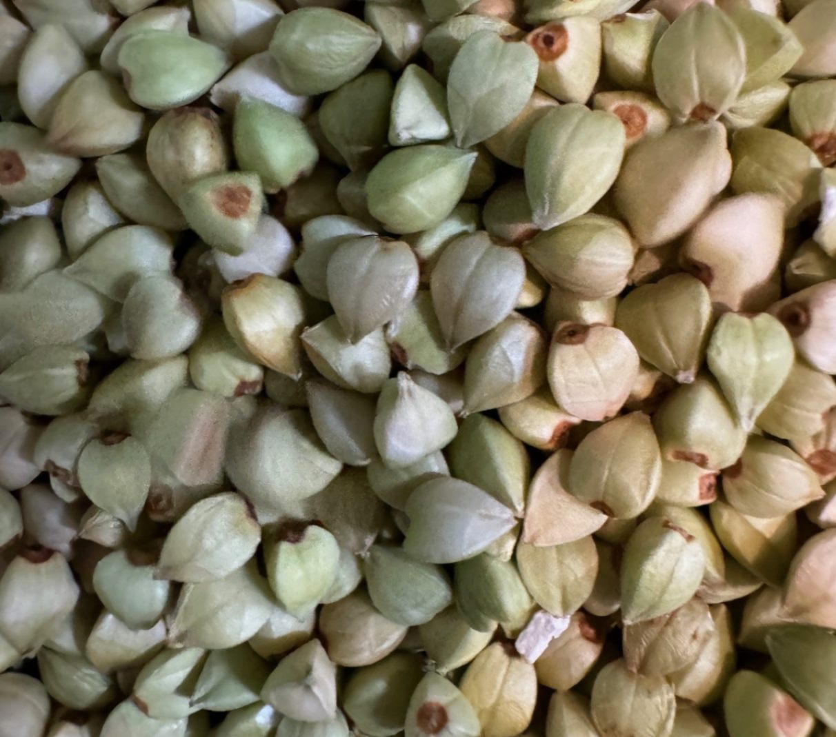 福井県今立郡池田町産:池田在来種】令和7年新そば抜き実(丸抜き) 5kg