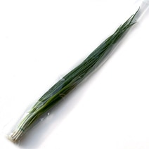 千葉県産 小ねぎ