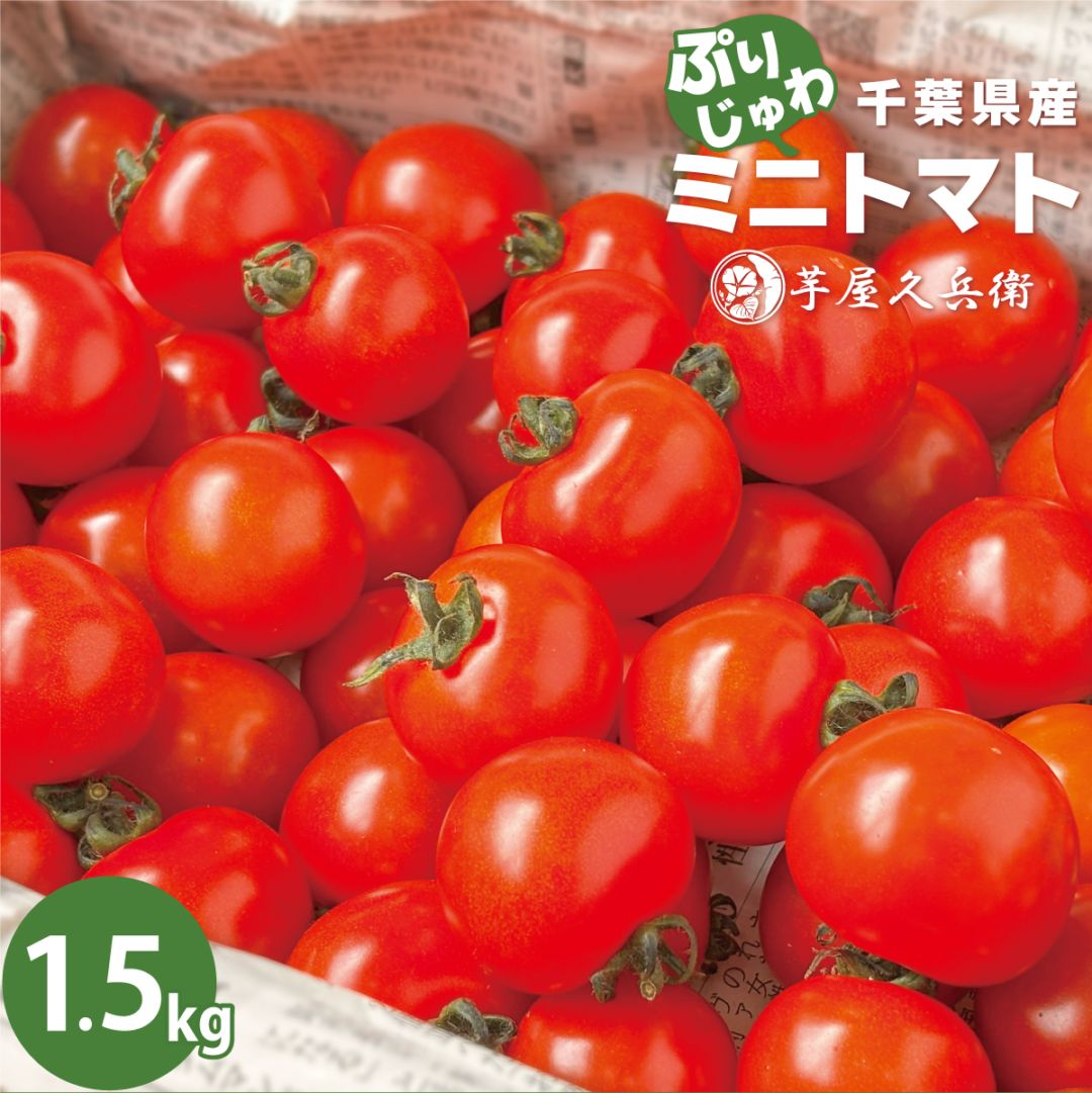 千葉県産 ミニトマト 1.5kg （箱入り） 野菜 とまと トマト 採れたて