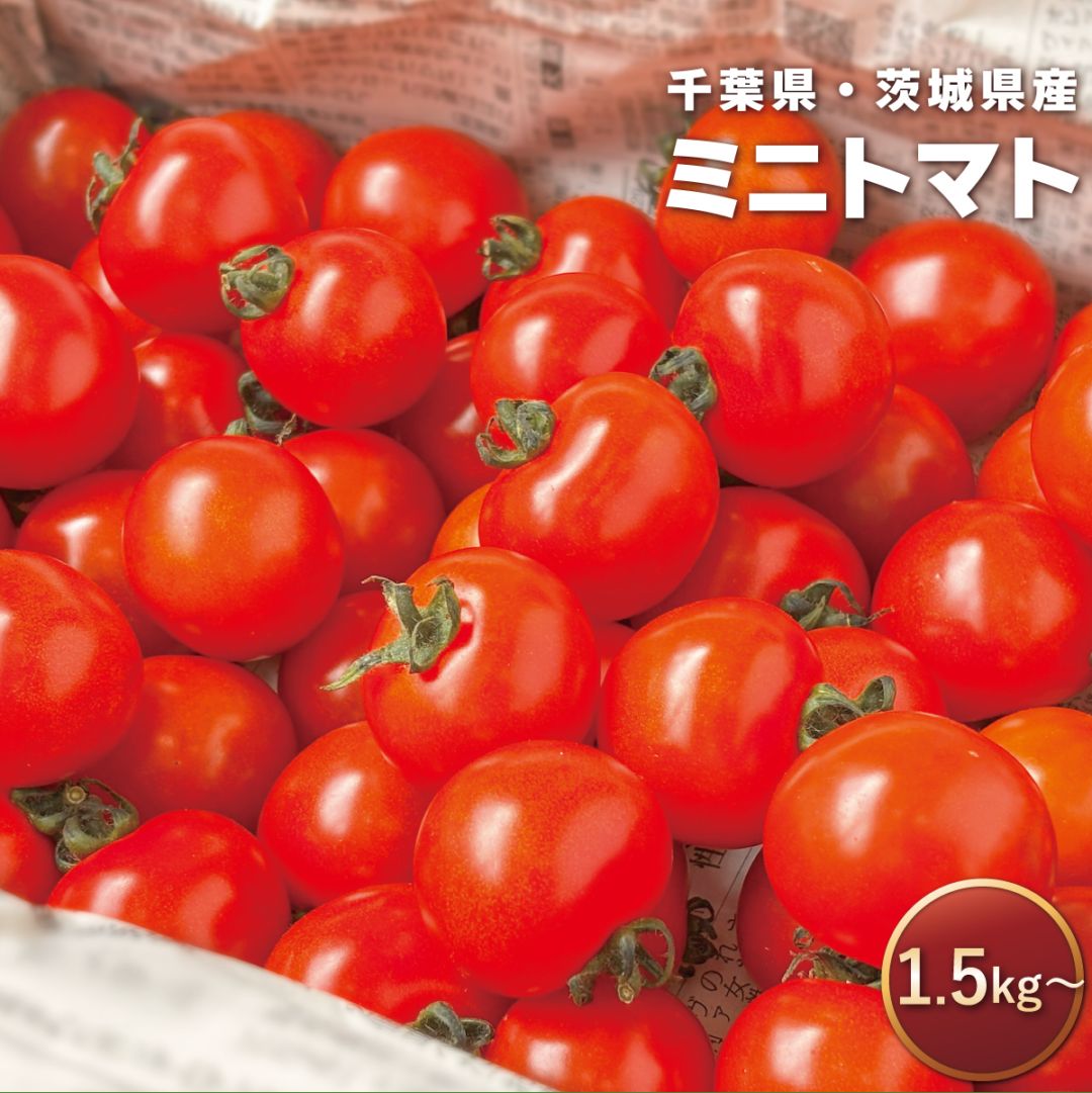 【常温便】ミニトマト 1.5kg~ 選べる容量 千葉県産 茨城県産 箱入り
